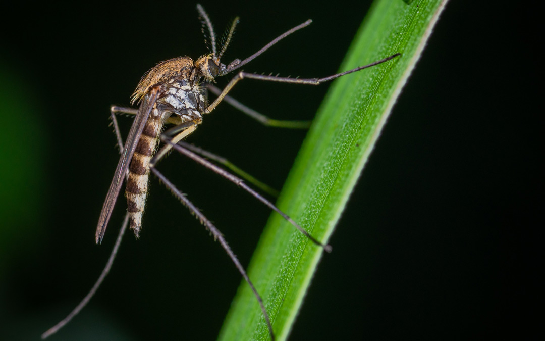 Prirodna zaštita od komaraca