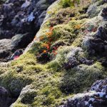 Islandski lišaj – najpoznatija ljekovita simbioza gljive i alge