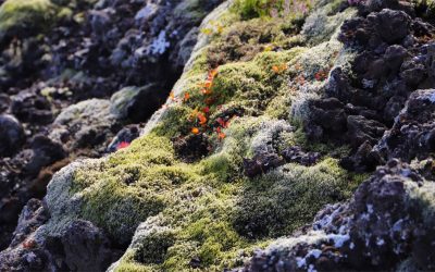 Islandski lišaj – najpoznatija ljekovita simbioza gljive i alge